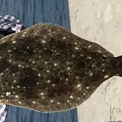 jルアーでヒラメ46㎝